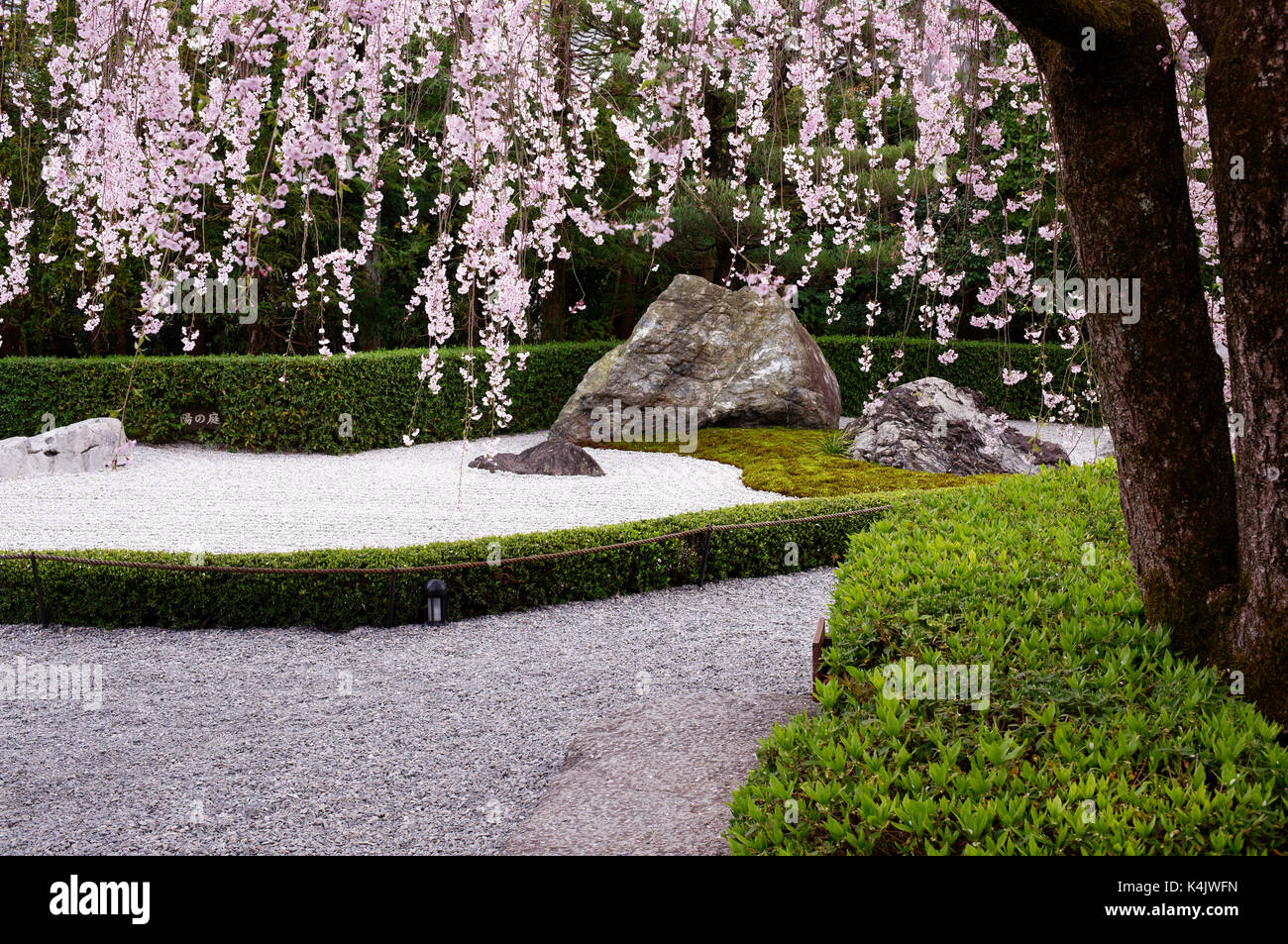 Weeping cherry blossoms, Taizo-in temple, Kyoto, Japan, Asia Stock Photo