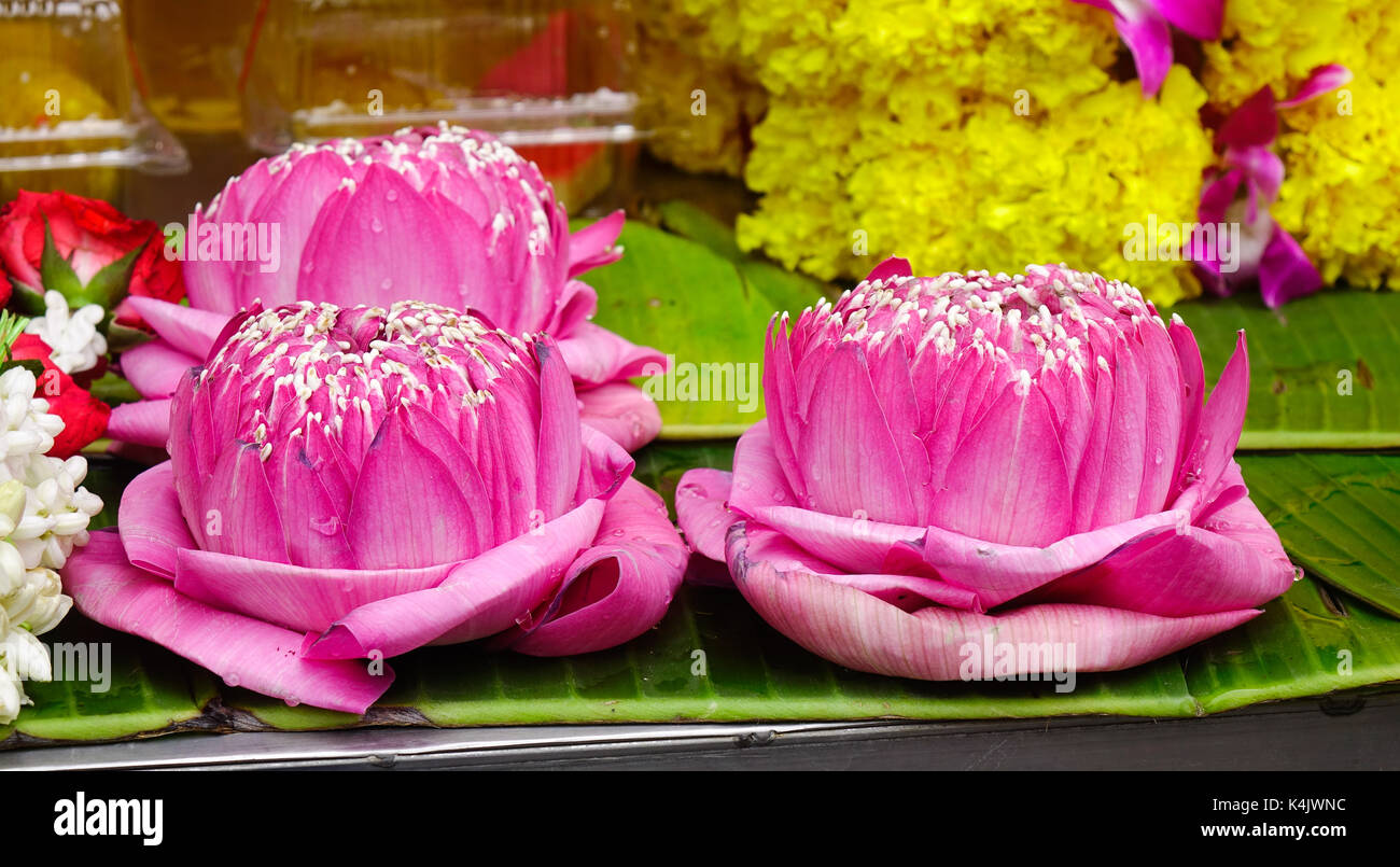 Lotus flowers for sale at Hindu temple in Bangkok, Thailand Stock Photo