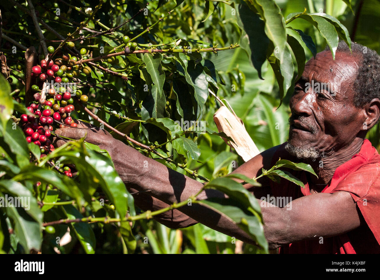 Ethiopia coffee plant hires stock photography and images Alamy