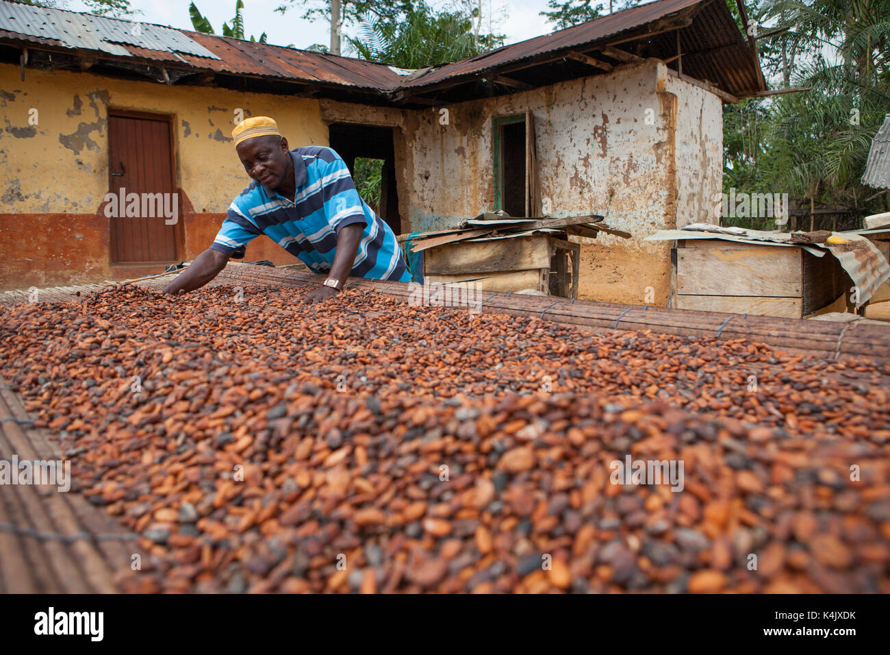 A cocoa farmer spreading cocoa beans out to dry at his farm, Ghana