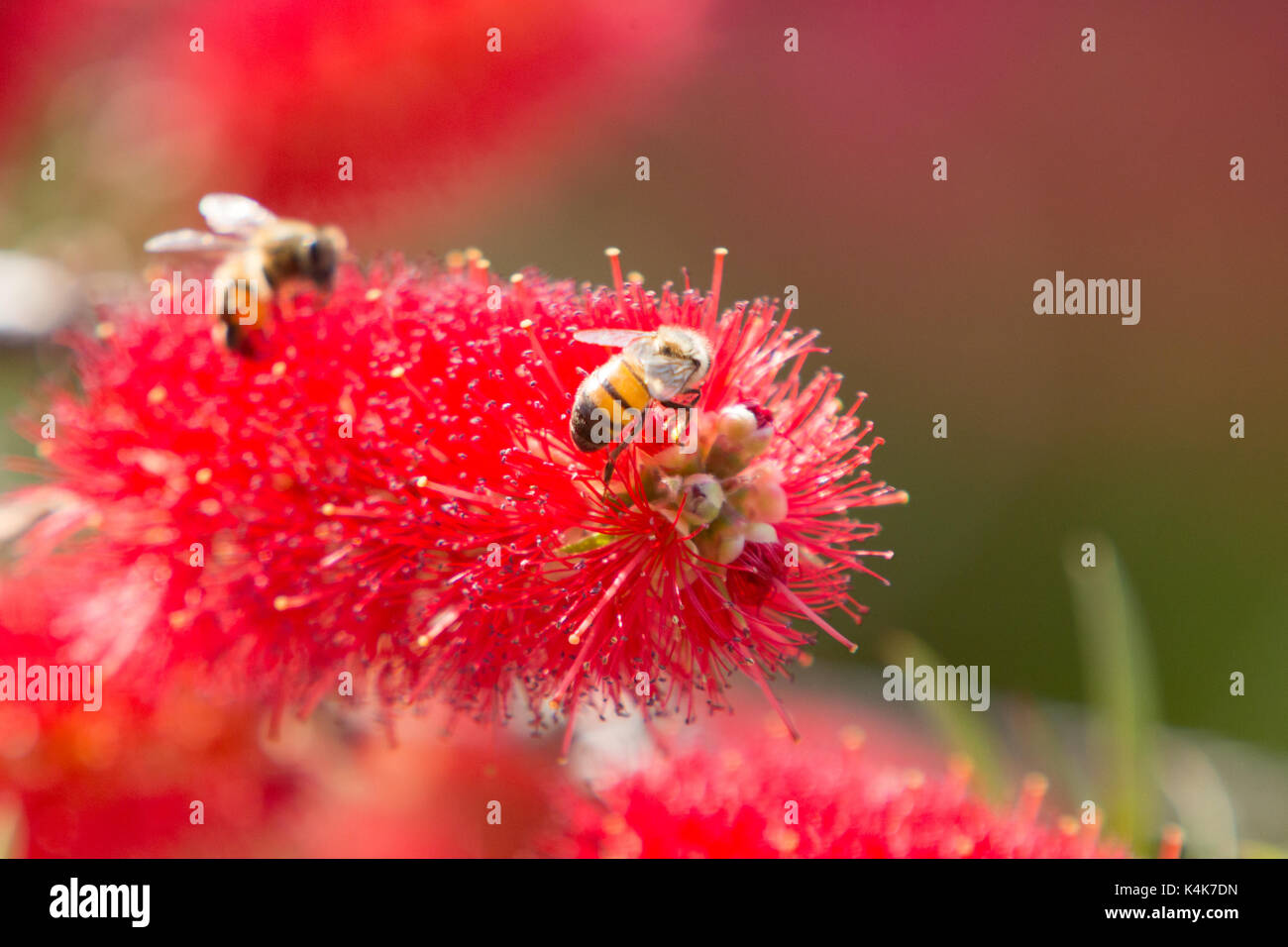 Asuncion, Paraguay. 6th Sep, 2017. Sunny day in Asuncion with temperatures high around 30°C as honey bees (Apis mellifera) collect nectar from weeping bottlebrush (Melaleuca viminalis) flowers while they bloom throughout the winter sunshine. Credit: Andre M. Chang/ARDUOPRESS/Alamy Live News Stock Photo