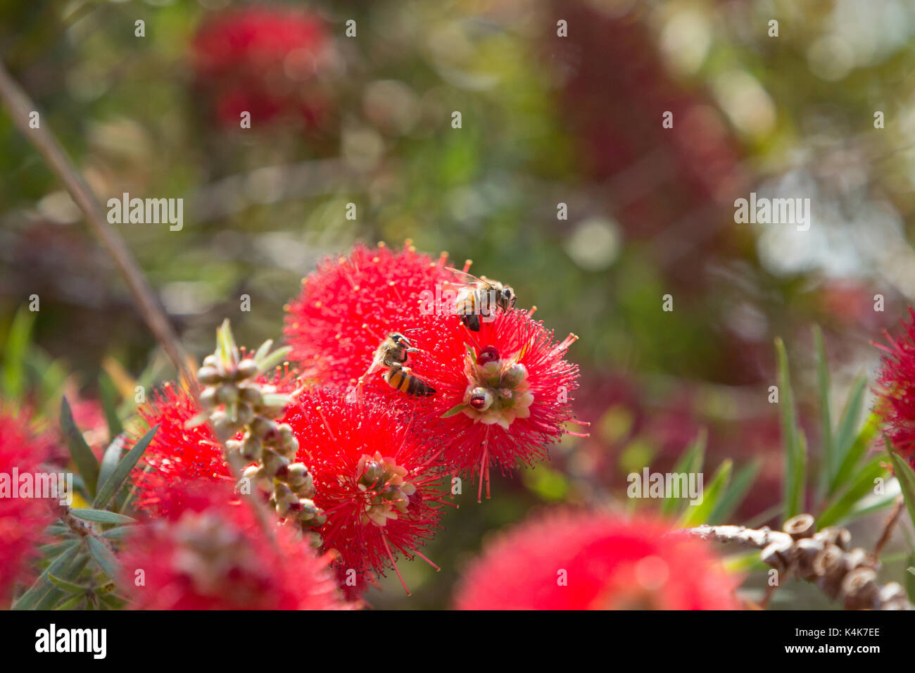 Mel Red Weeping High Resolution Stock Photography And Images Alamy