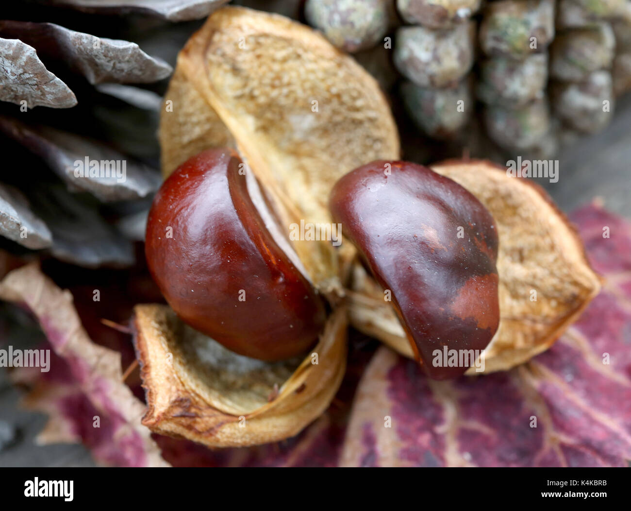 Muelheim, Germany. 7th Sep, 2017. ILLUSTRATION - An opened chestnut containing two conkers in a garden in Muelheim, Germany, 7 September 2017. Chestnut trees in Germany are currently in a poor condition after widespread infestations of the Pseudomonas bacteria. Photo: Roland Weihrauch/dpa/Alamy Live News Stock Photo