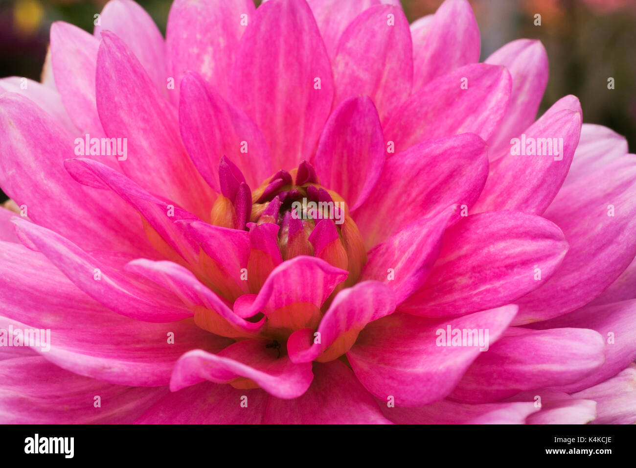 Closeup of pink Dahlia flower in summer, Quebec, Canada Stock Photo