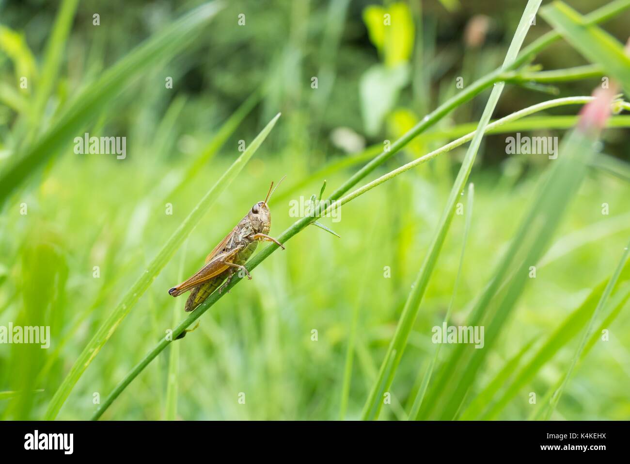 Meadow (Chorthippus parallelus) in its habitat, Hesse