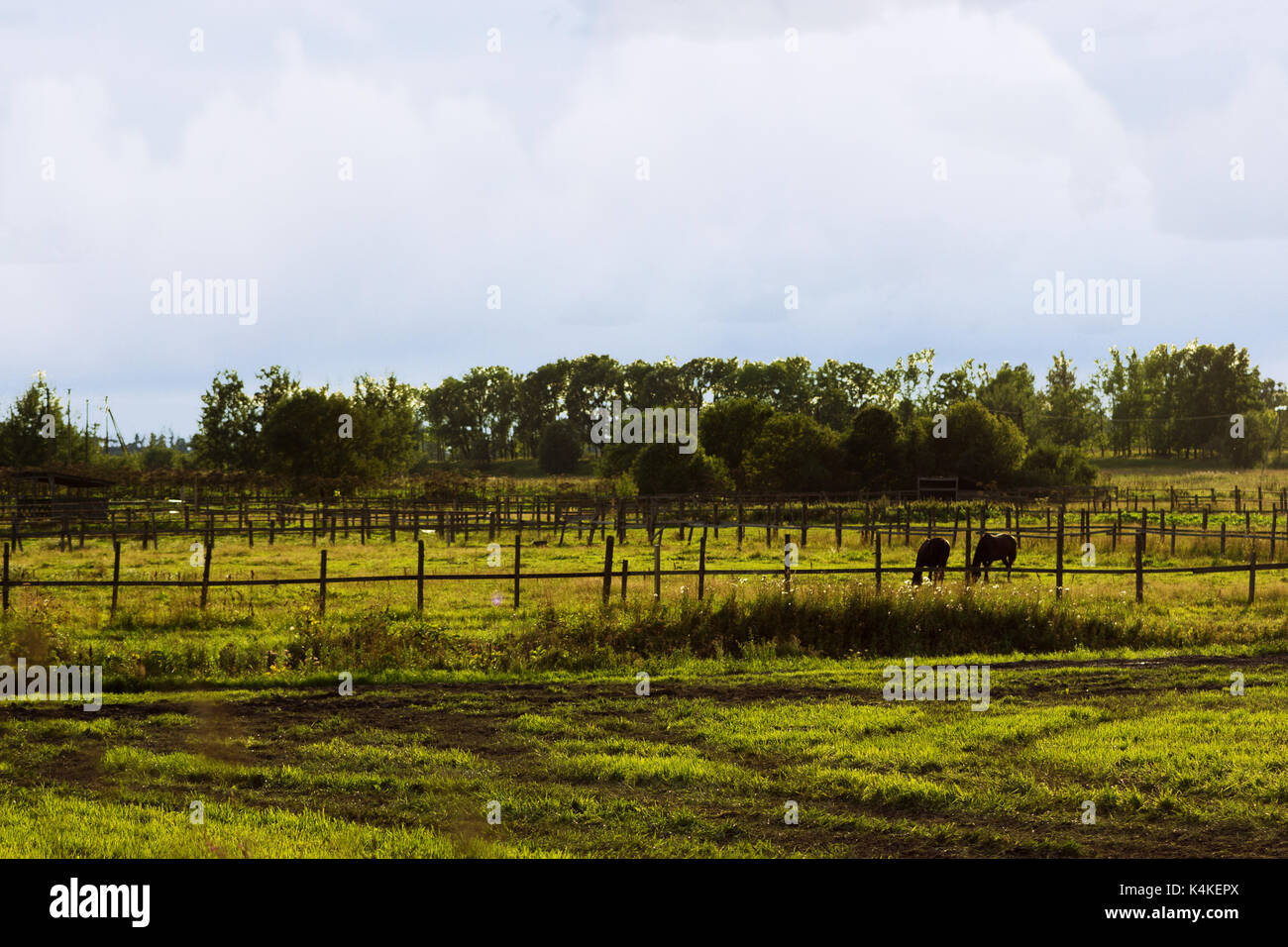 Two chestnut horses hi-res stock photography and images - Alamy