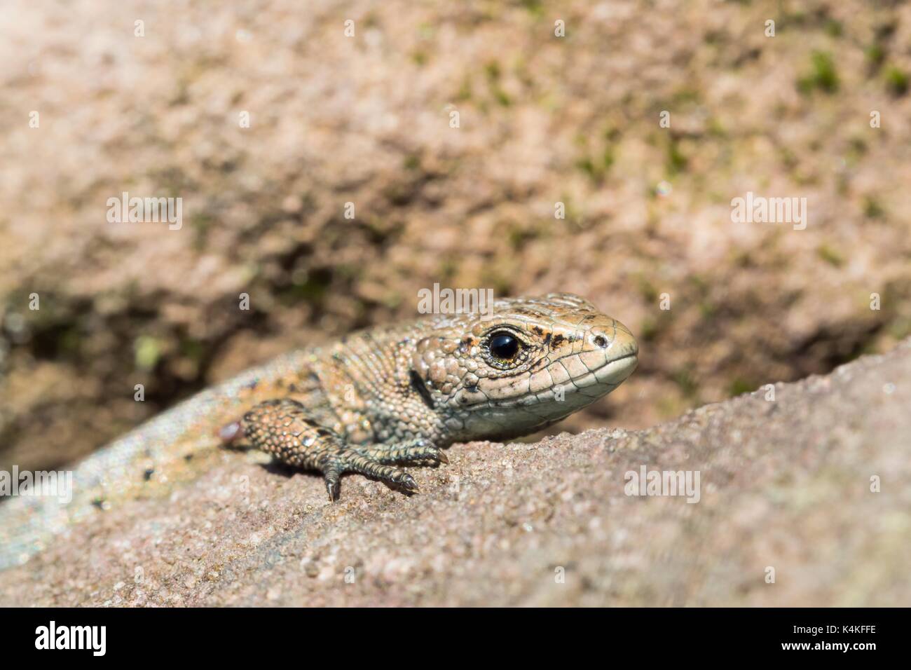 Viviparous lizard (Lacerta vivipara) on stone, portrait, Hesse, Germany Stock Photo