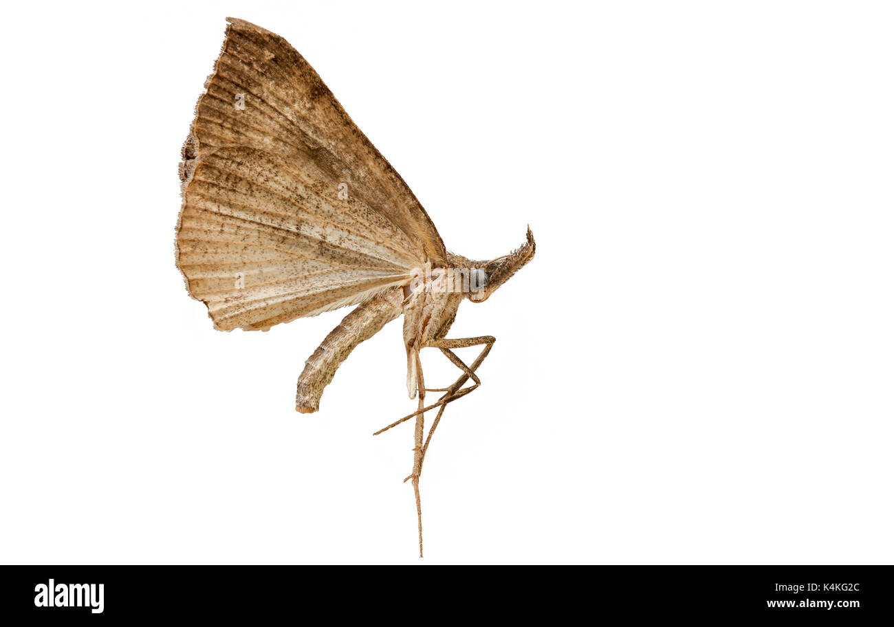 Detailed side view of a dead night moth - white background Stock Photo