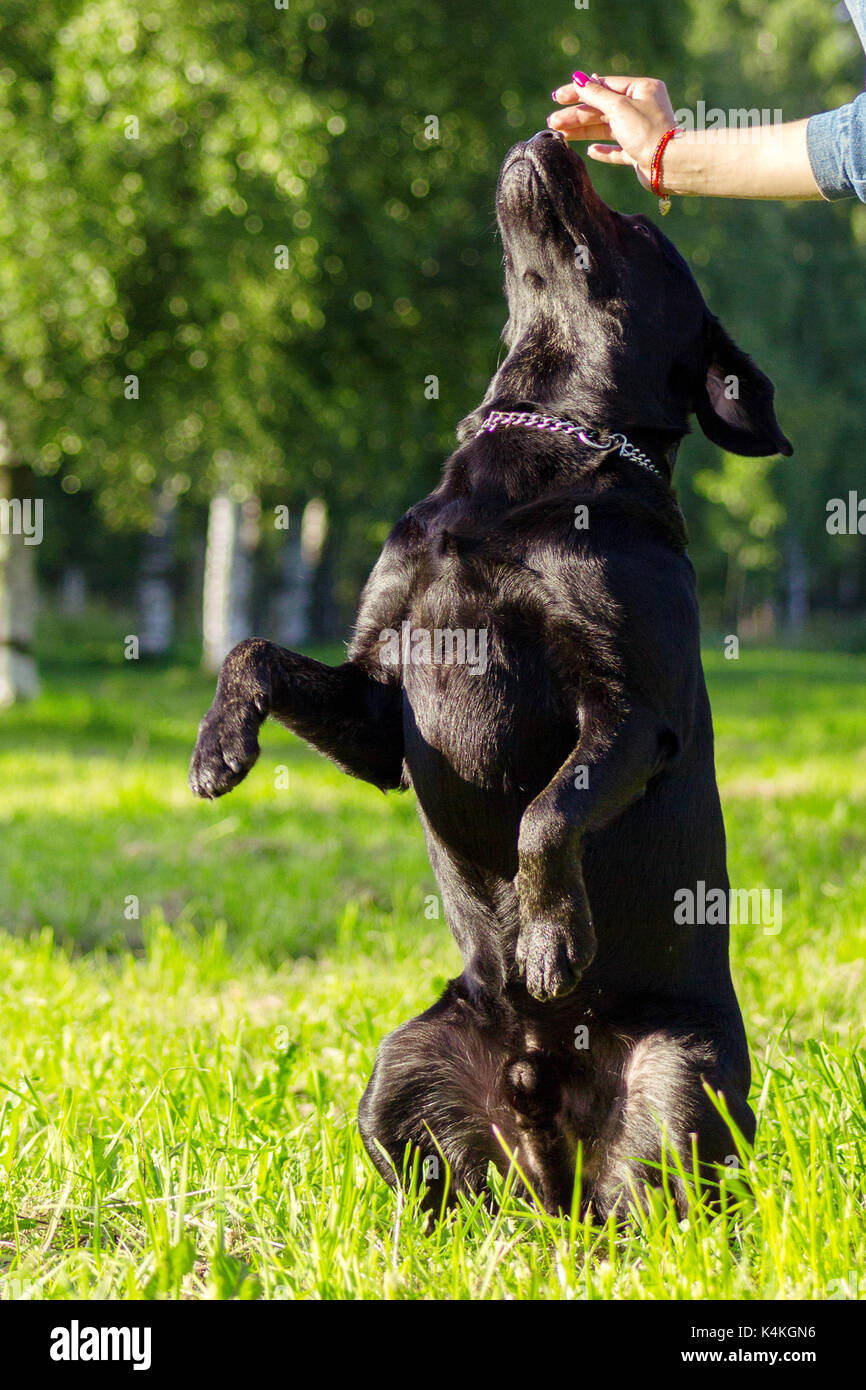 Black labrador retriever execute the command serve on blurred green ...
