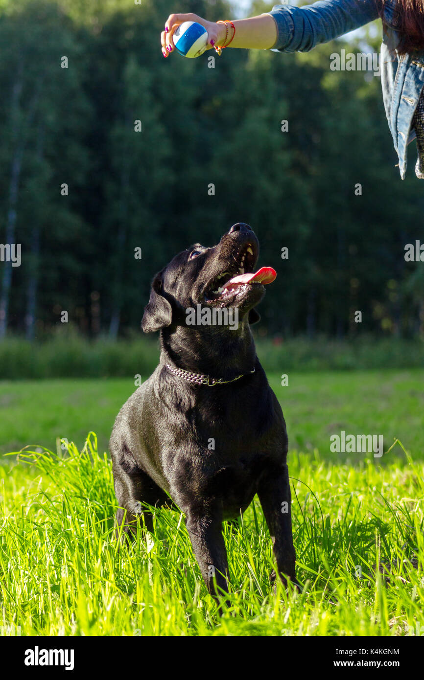 Black labrador retriever execute the command sit on blurred green ...