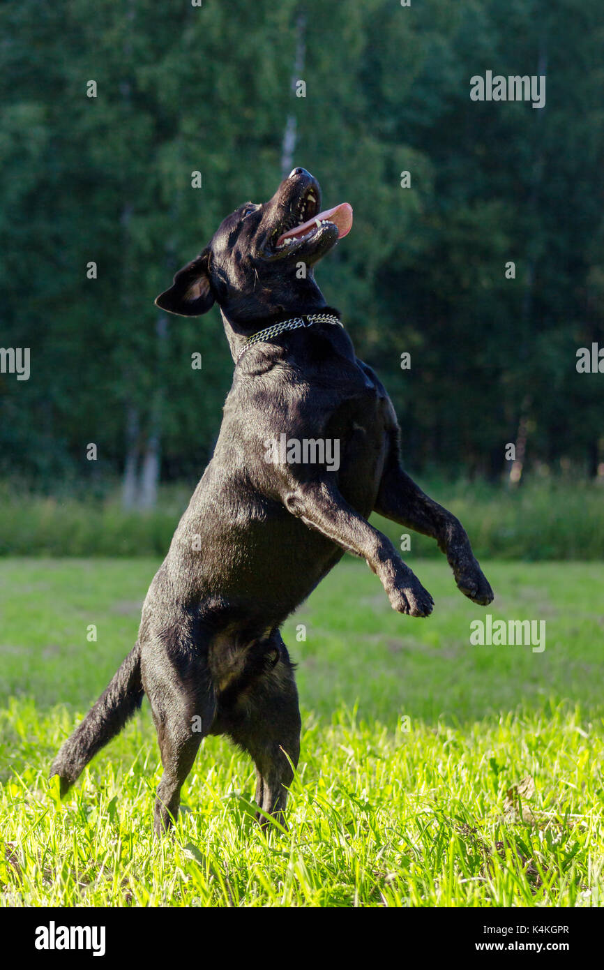 Black labrador retriever execute the command dance on blurred green
