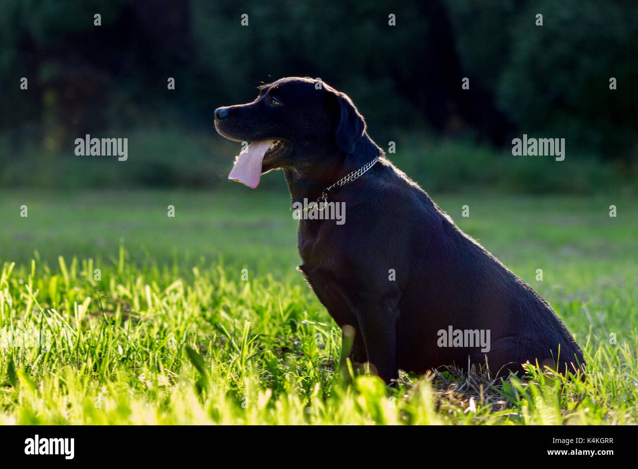 Black labrador retriever execute the command sit on blurred green ...