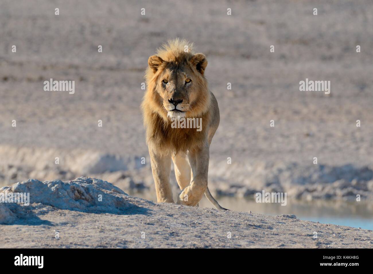 African lion (Panthera leo) at a waterhole, walking, Etosha National Park, Namibia Stock Photo