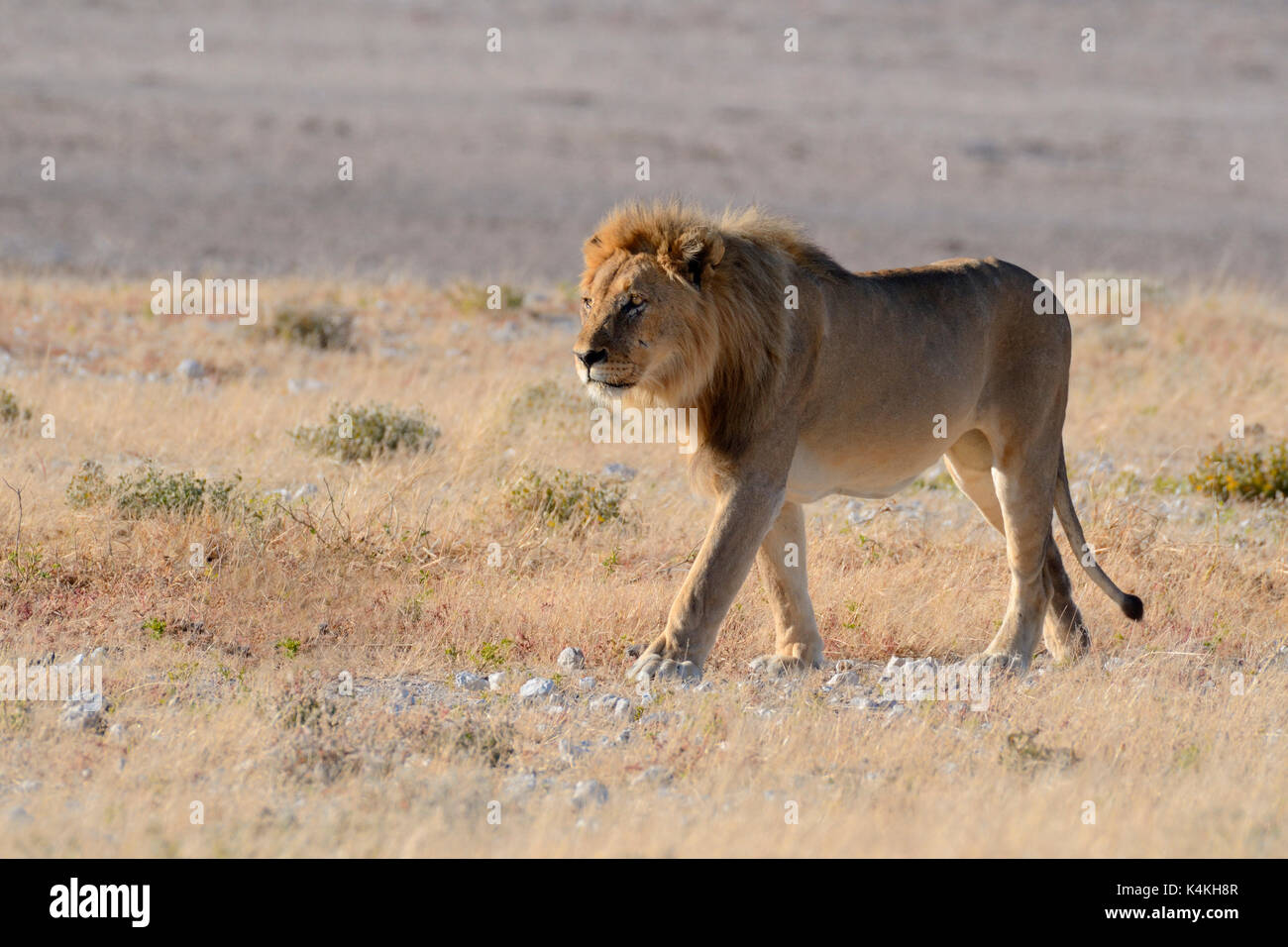 African lion male walking hi-res stock photography and images - Alamy