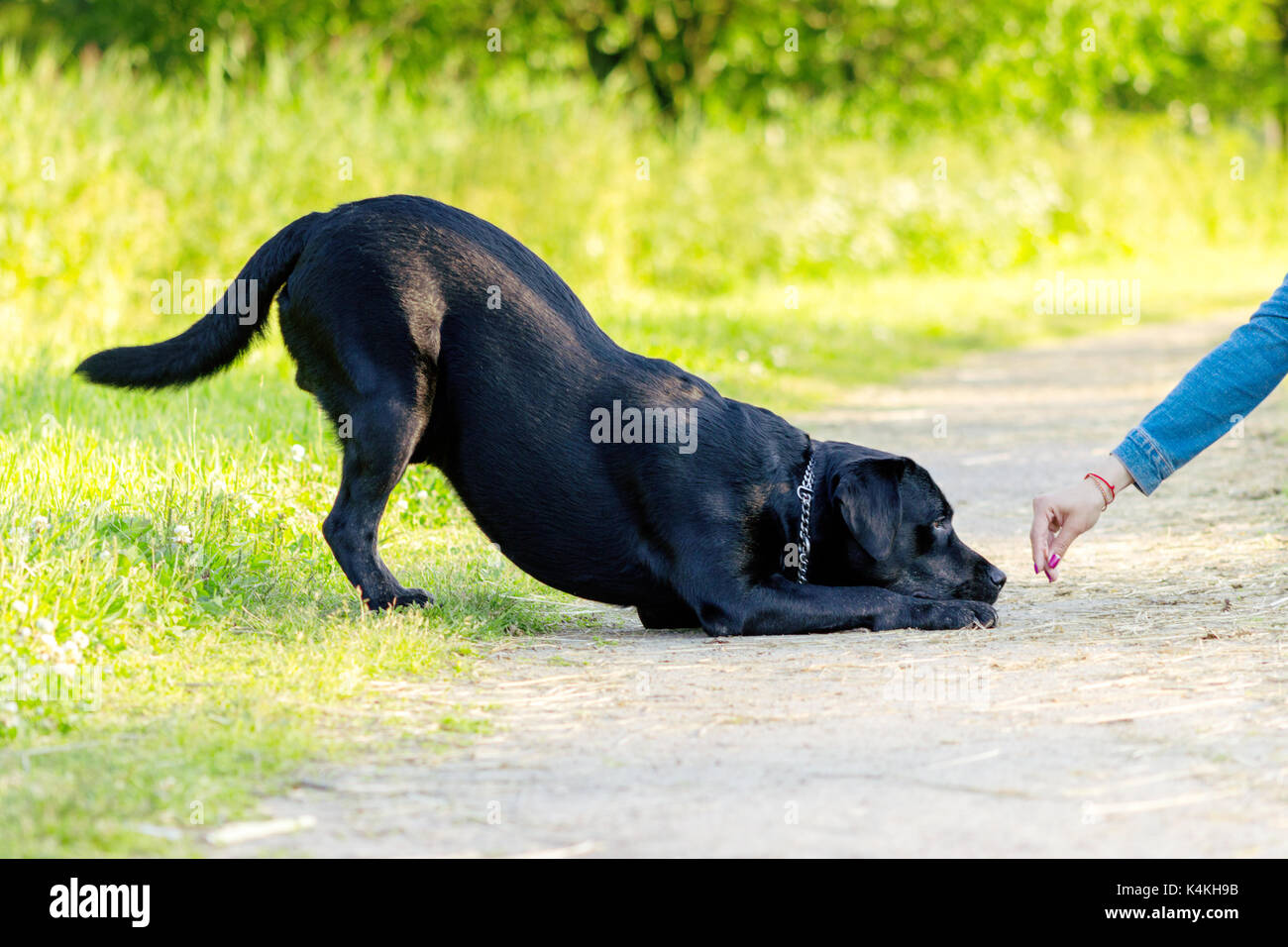 Black labrador retriever execute the command reverence on pathway Stock ...