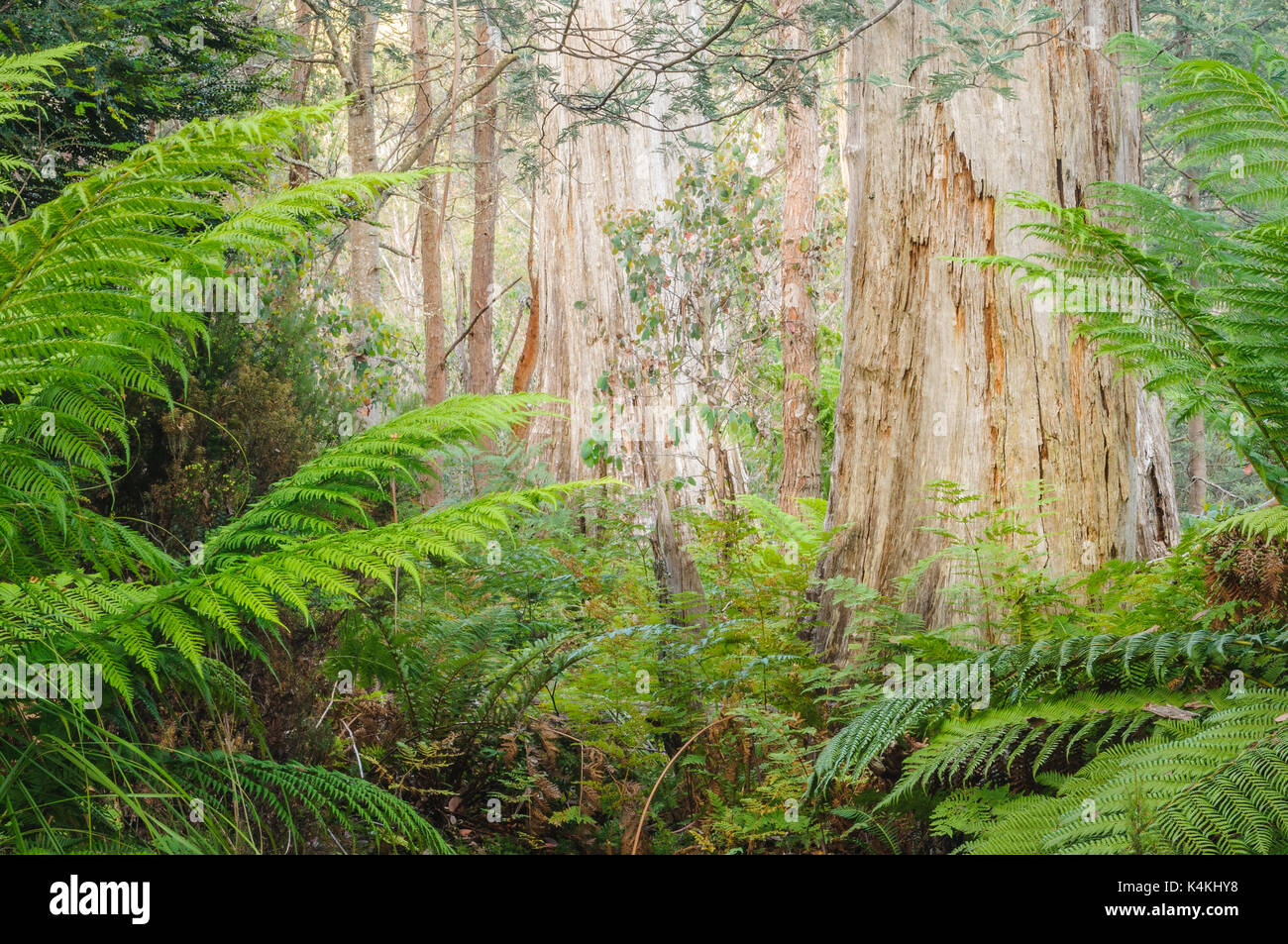 Wood Of Eucalyptus High Resolution Stock Photography and Images Alamy