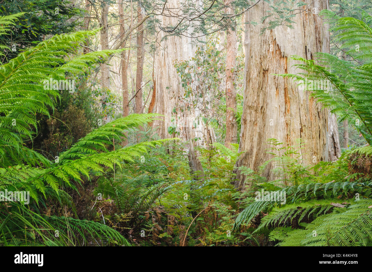 Dense eucalyptus forest at Lake St Clair's Watersmeet Nature Trail. Stock Photo