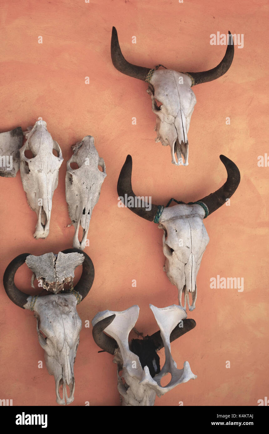 Cattle skulls on a wall - Mayto, Mexico Stock Photo