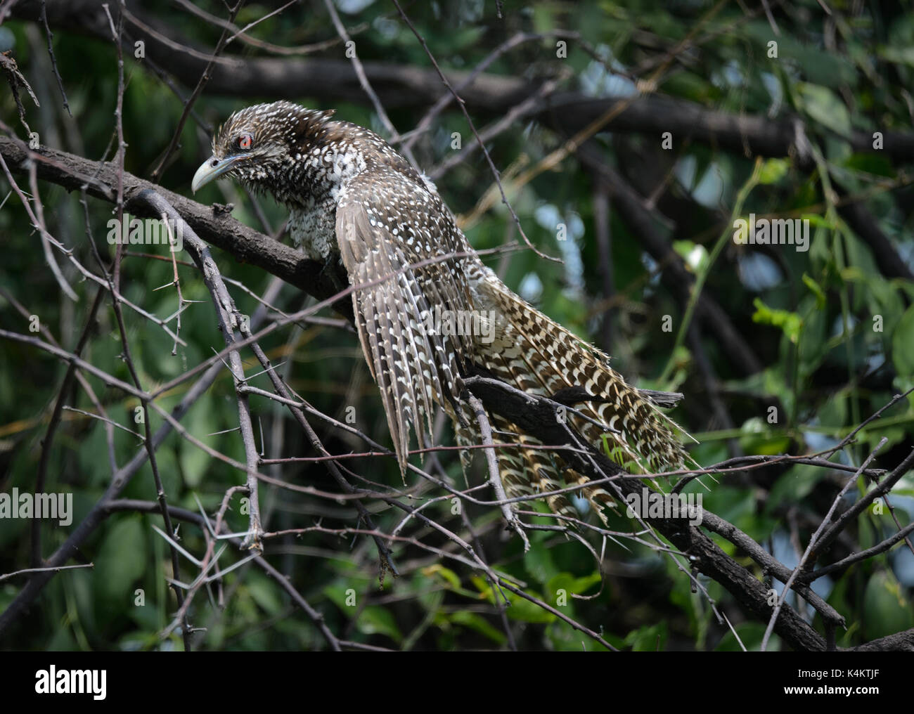 Koel common bird female Stock Photo
