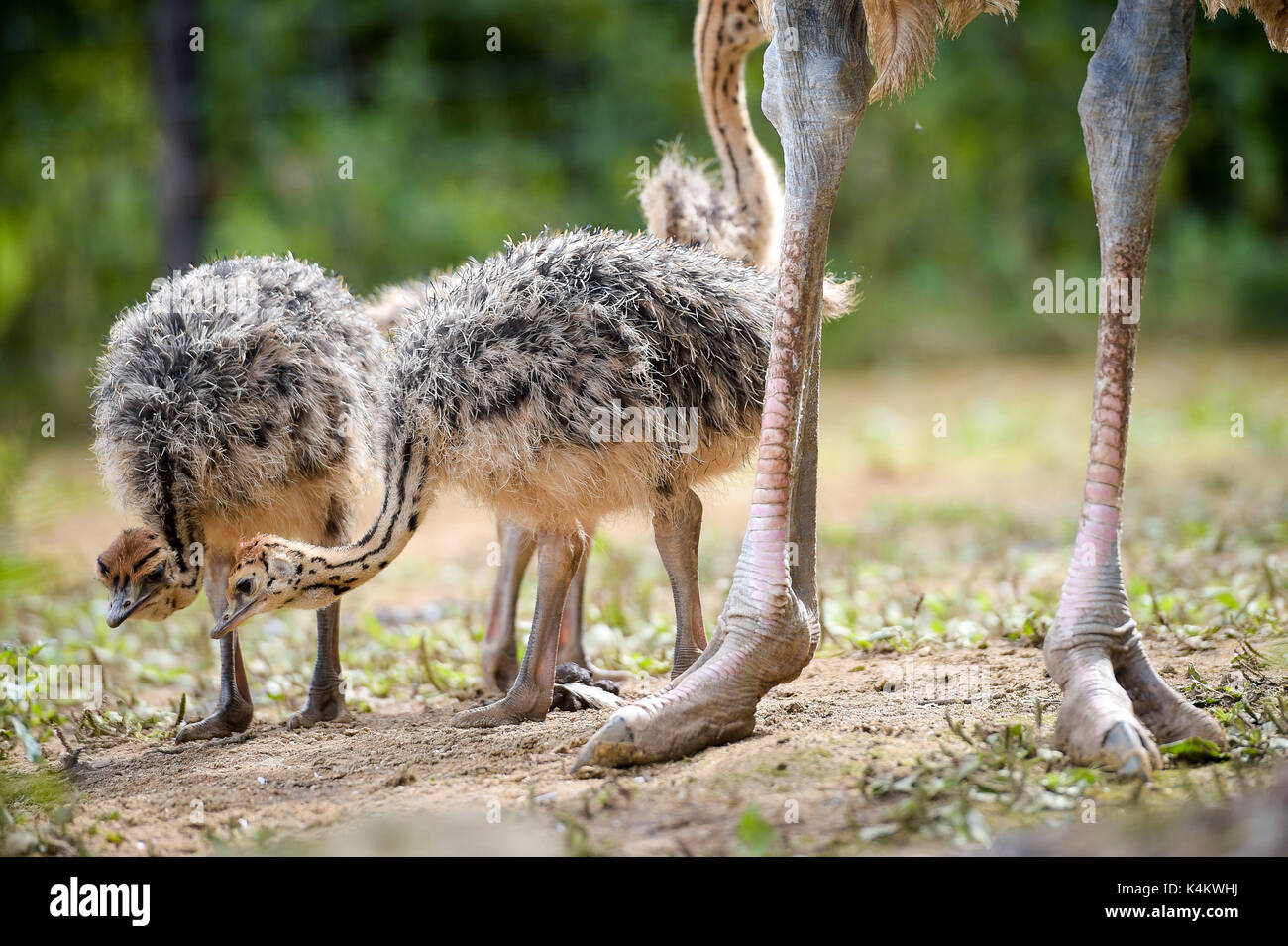 Newborn baby ostriches at Noah's Ark Zoo Farm in Wraxall, Somerset. Stock Photo