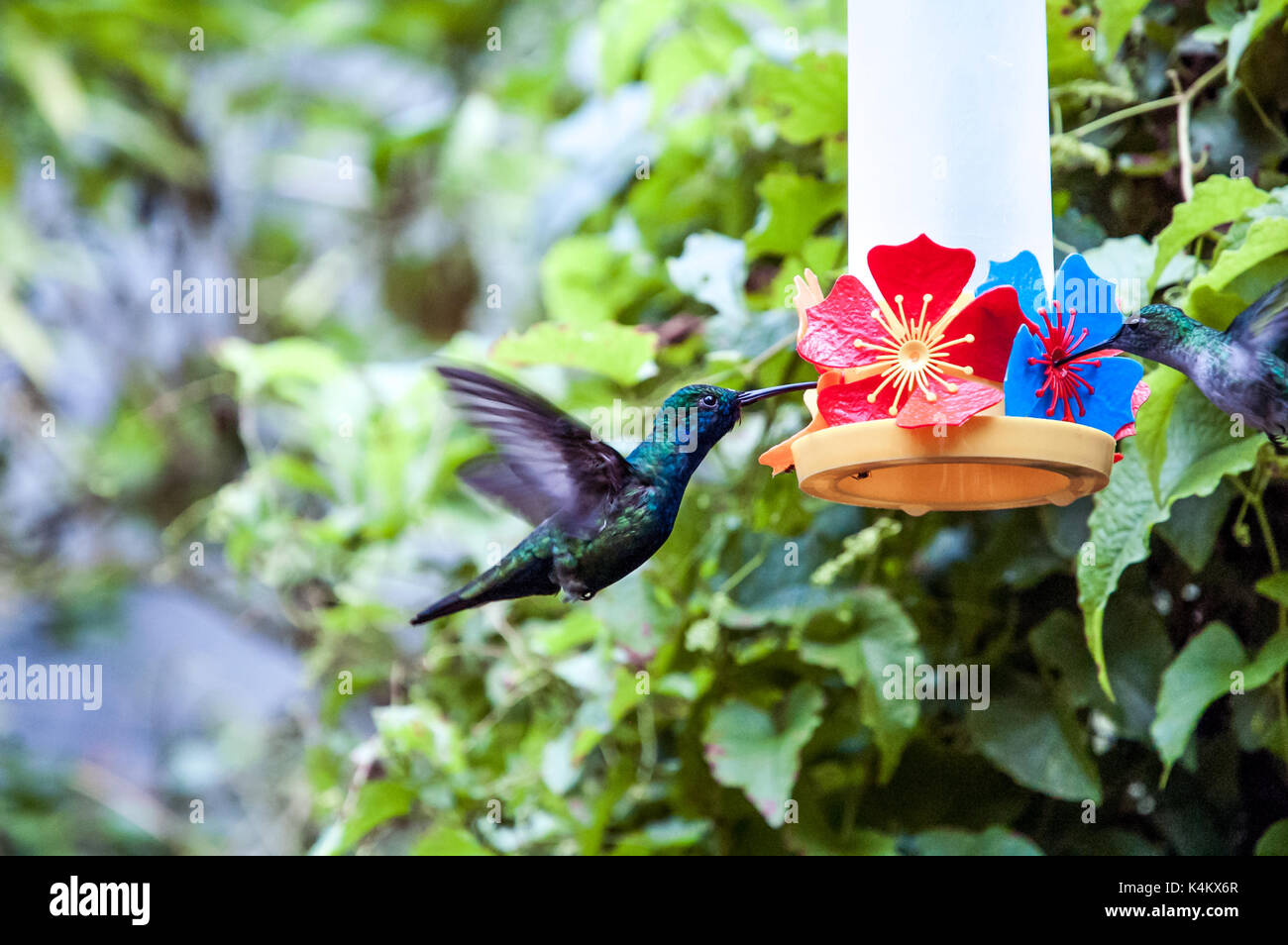 Brazilian hummingbirds Stock Photo
