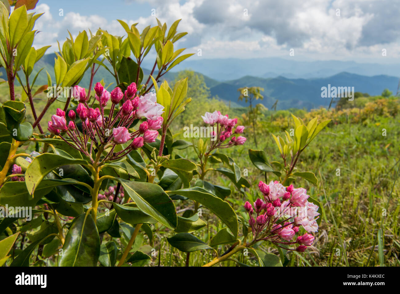 Mountain Laurel Buds on Siler Bald along the Appalachian Trail Stock Photo