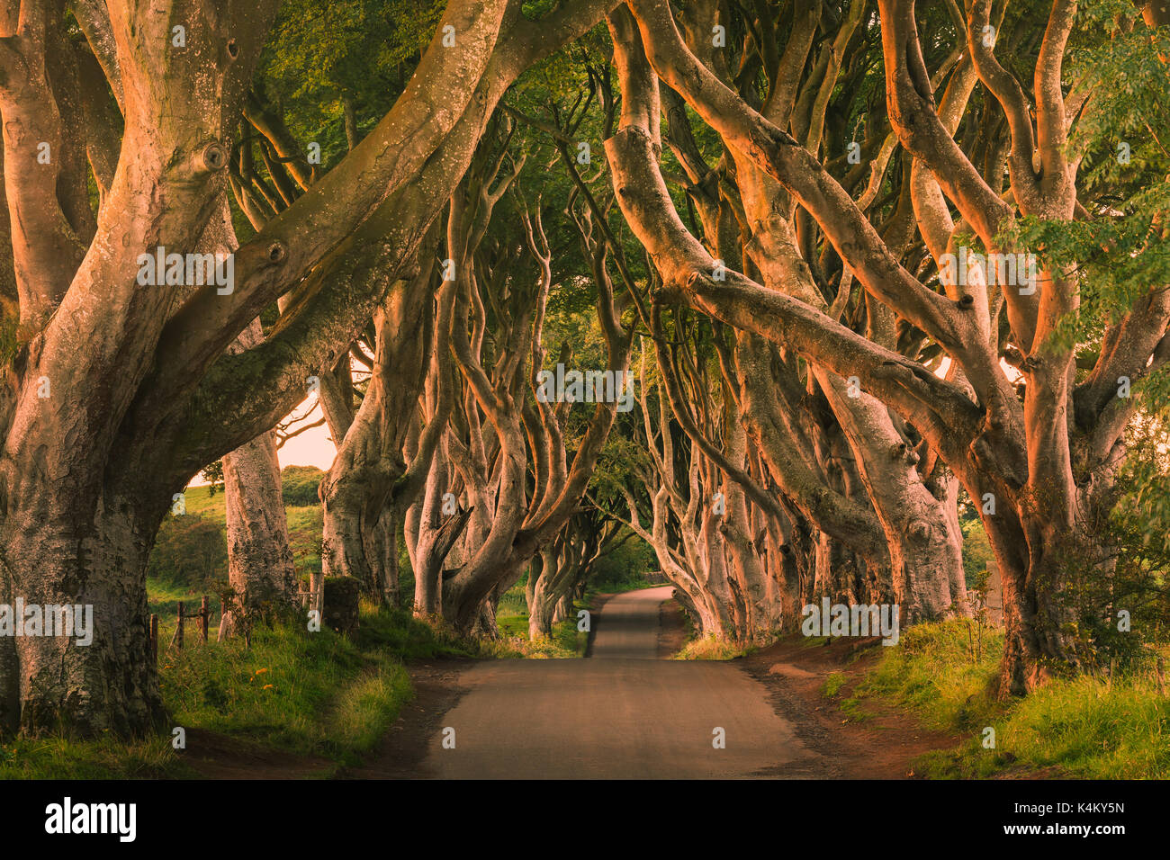 The Dark Hedges Is An Avenue Of Beech Trees Along Bregagh Road Between Armoy And Stranocum In County Antrim Northern Ireland Stock Photo Alamy