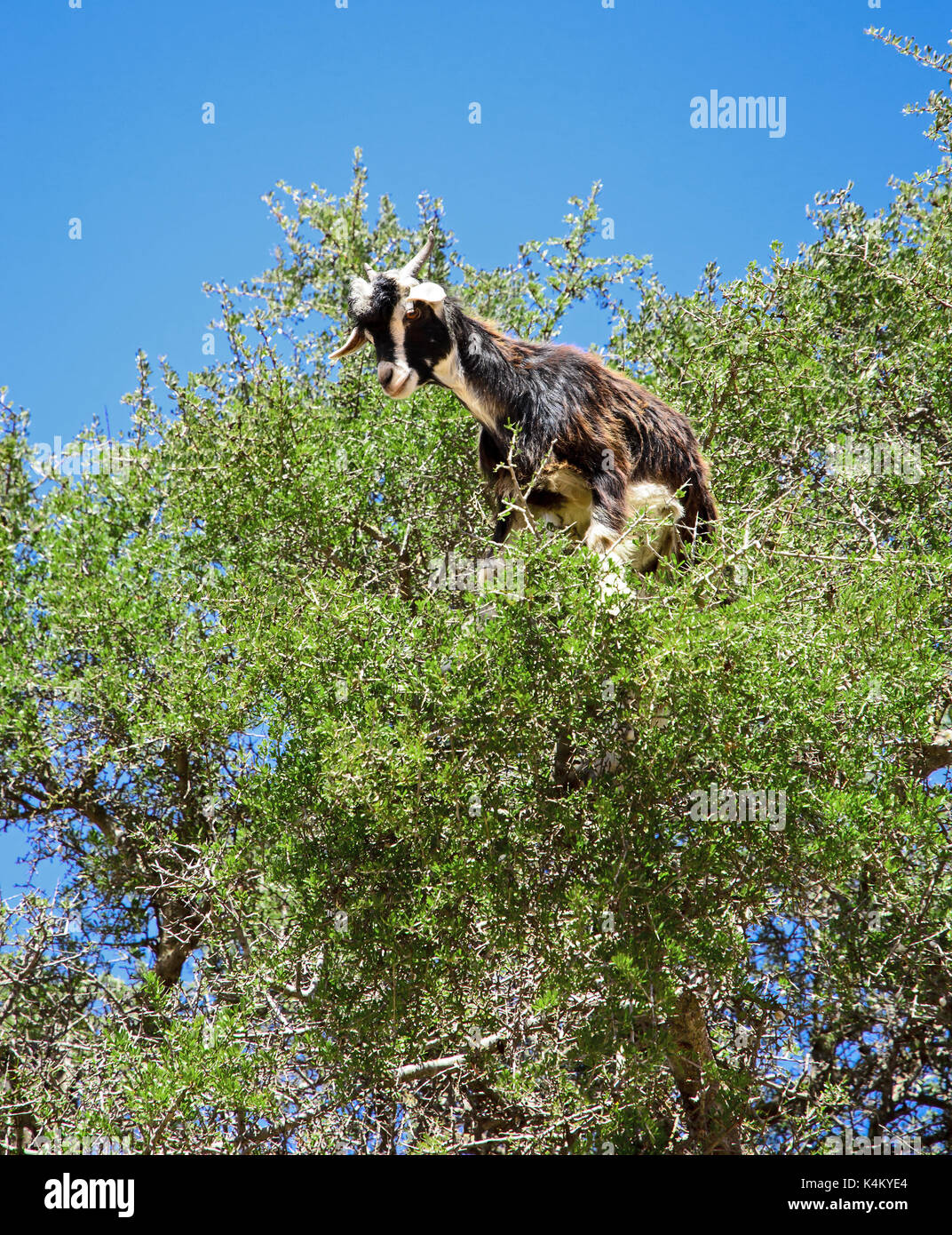 A goat on a tree Stock Photo