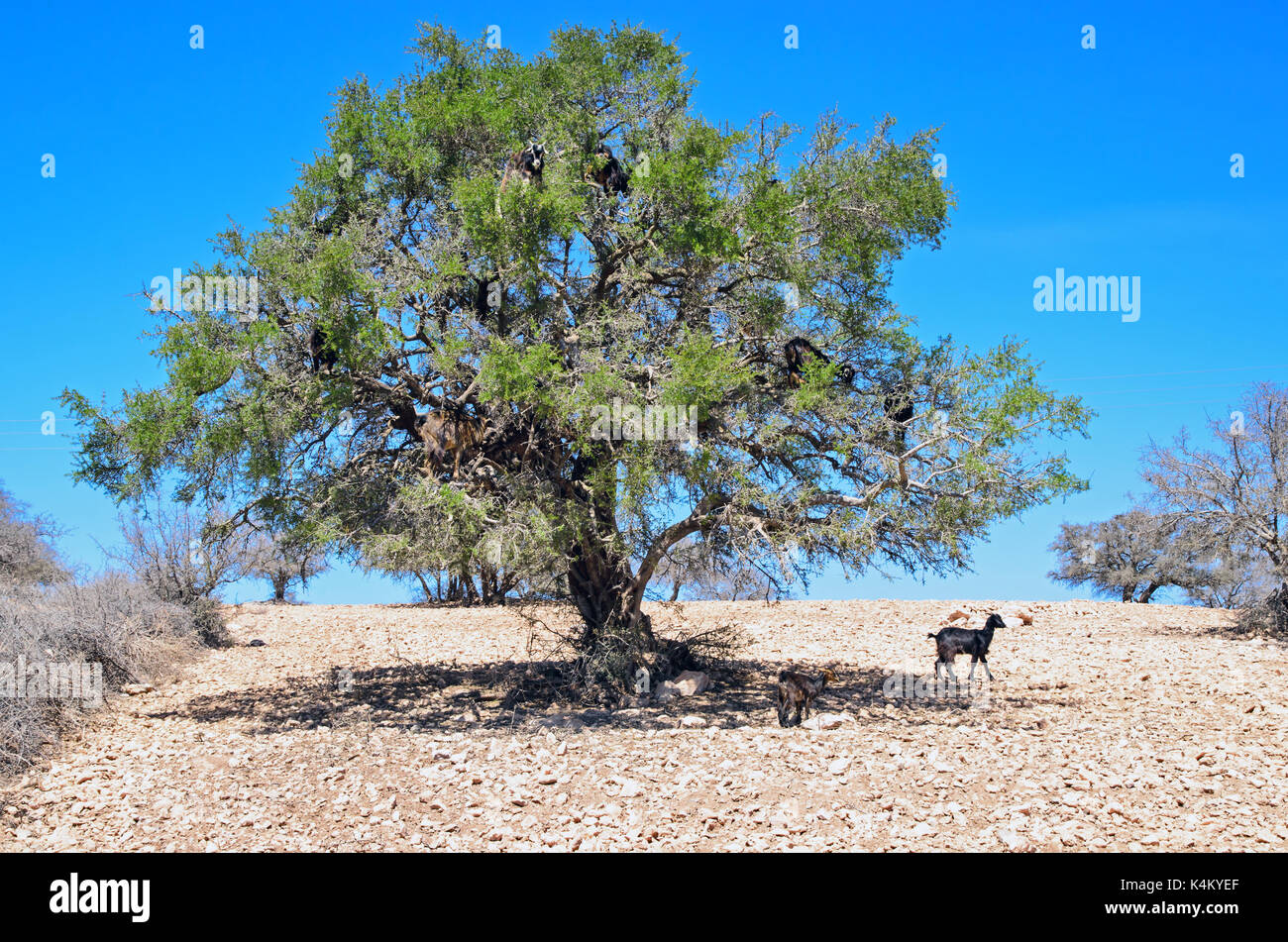 A goats on a tree in Morocco Stock Photo