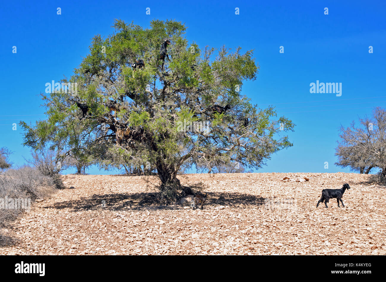 A goats on a tree Stock Photo
