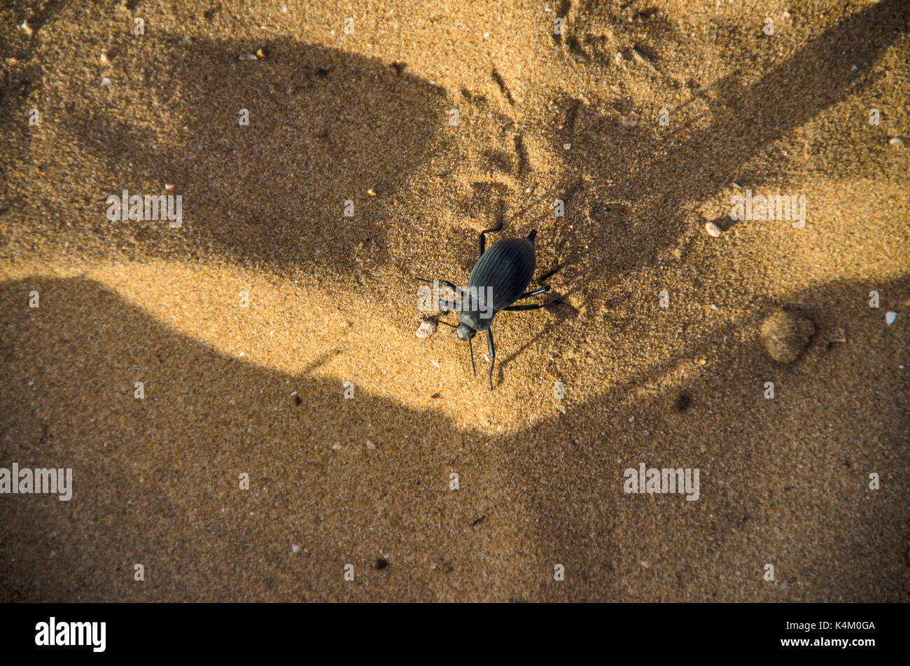 Beetle in a desert Stock Photo