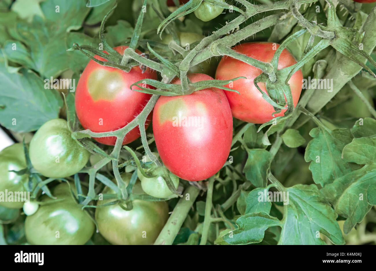 Tomatoes ripen on the branches of a Bush Stock Photo - Alamy