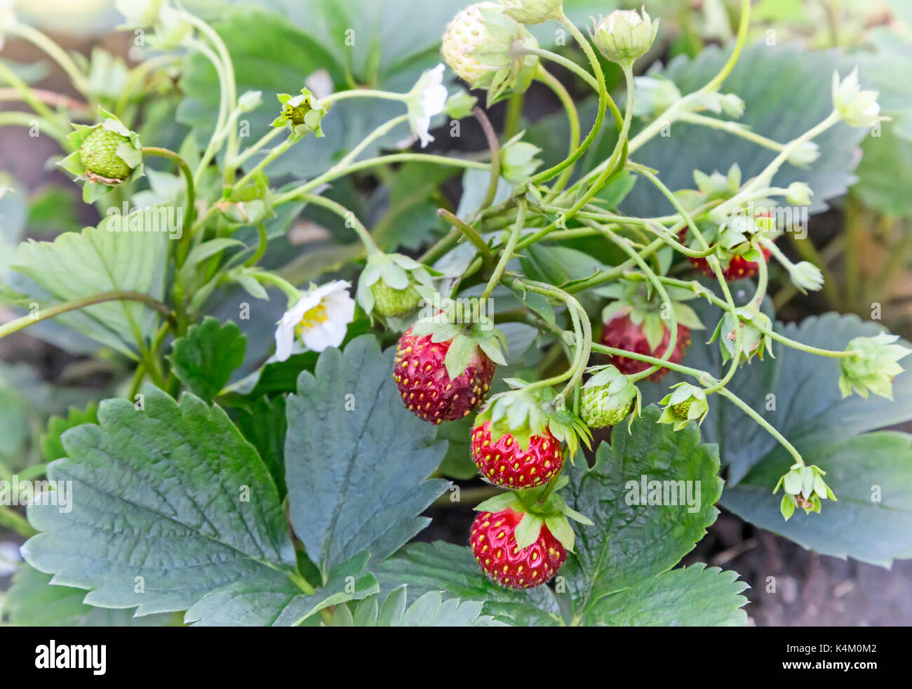 Strawberries in the garden Stock Photo - Alamy