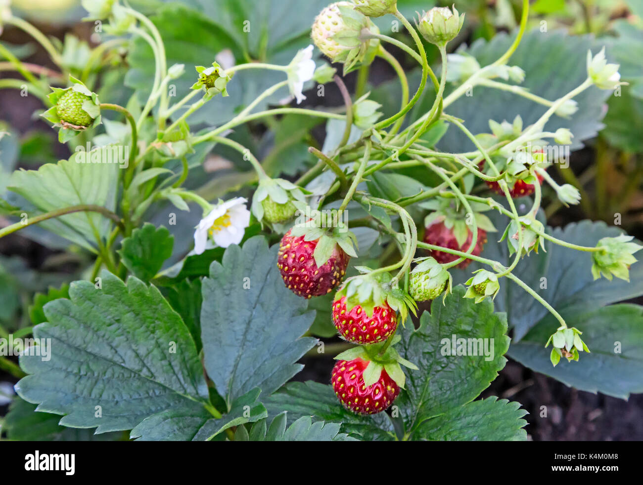 Strawberries in the garden Stock Photo - Alamy