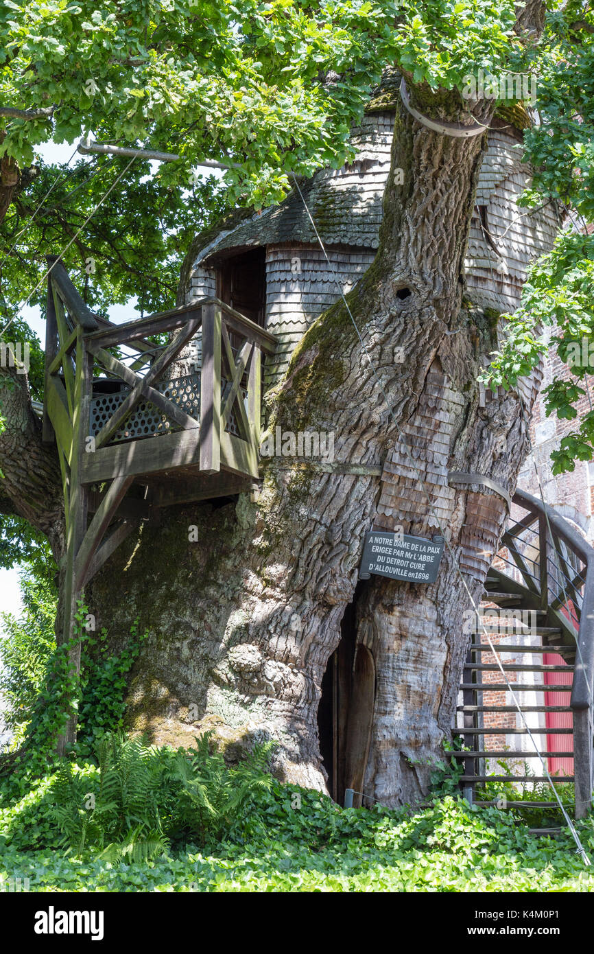 France, SeineMaritime (76), AllouvilleBellefosse, le chêne d