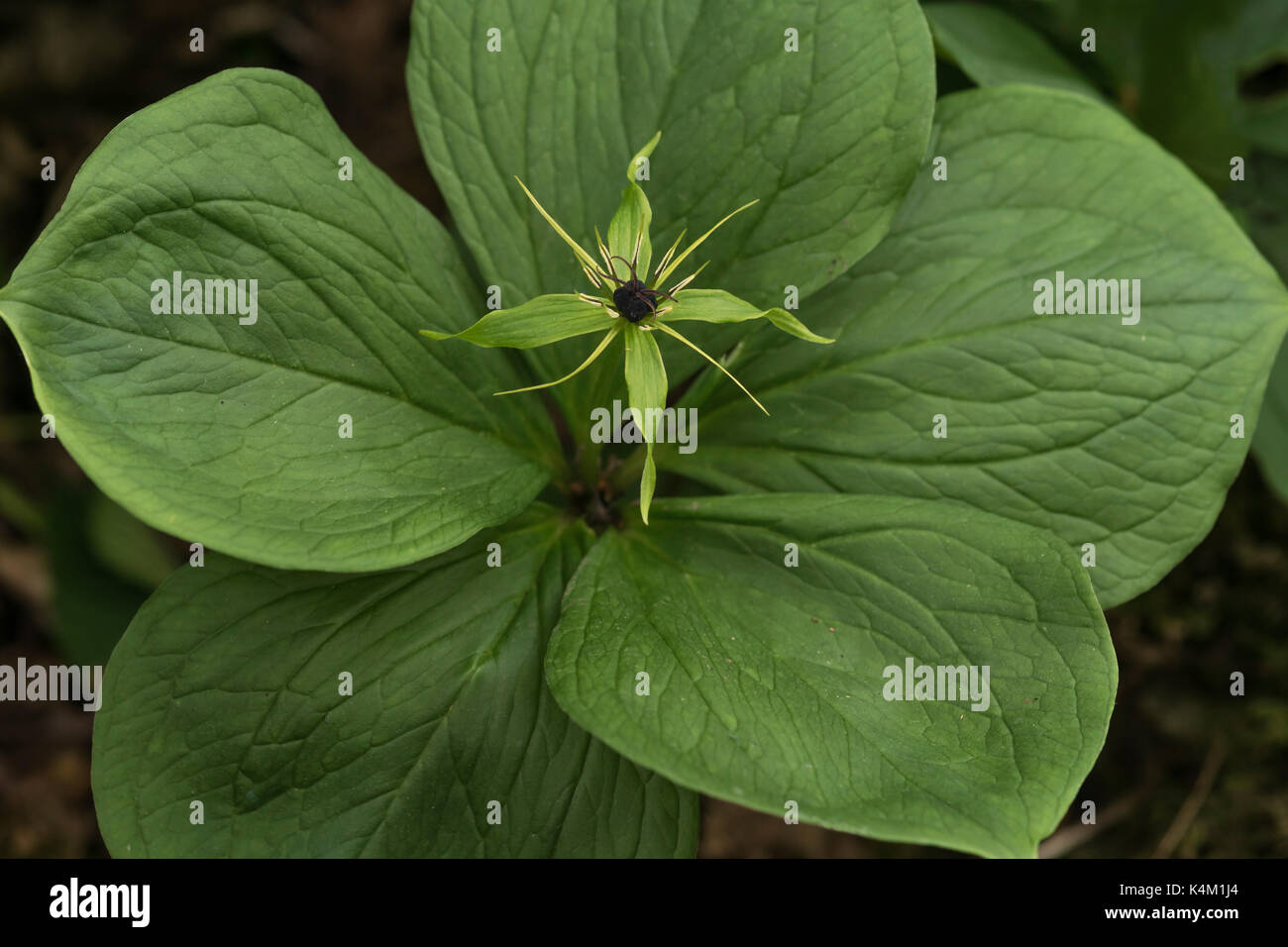 Herb Paris (Paris quadrifolia) Stock Photo