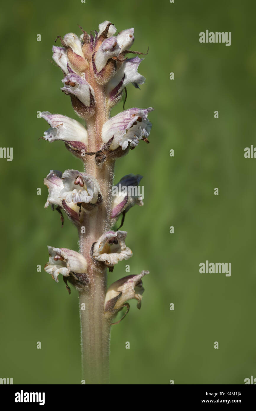 Thistle Broomrape (Orobanche reticulata) Stock Photo