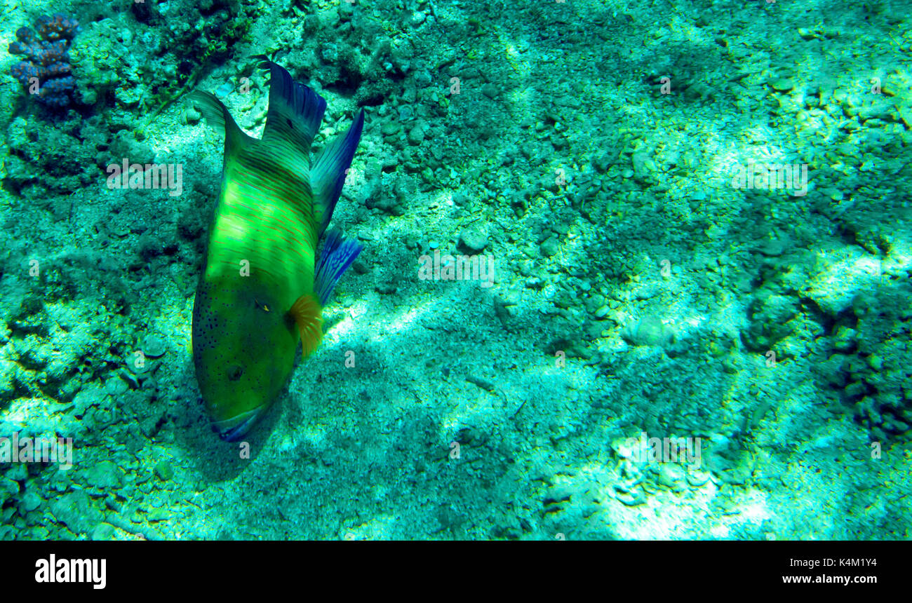 Parrot fish Stock Photo