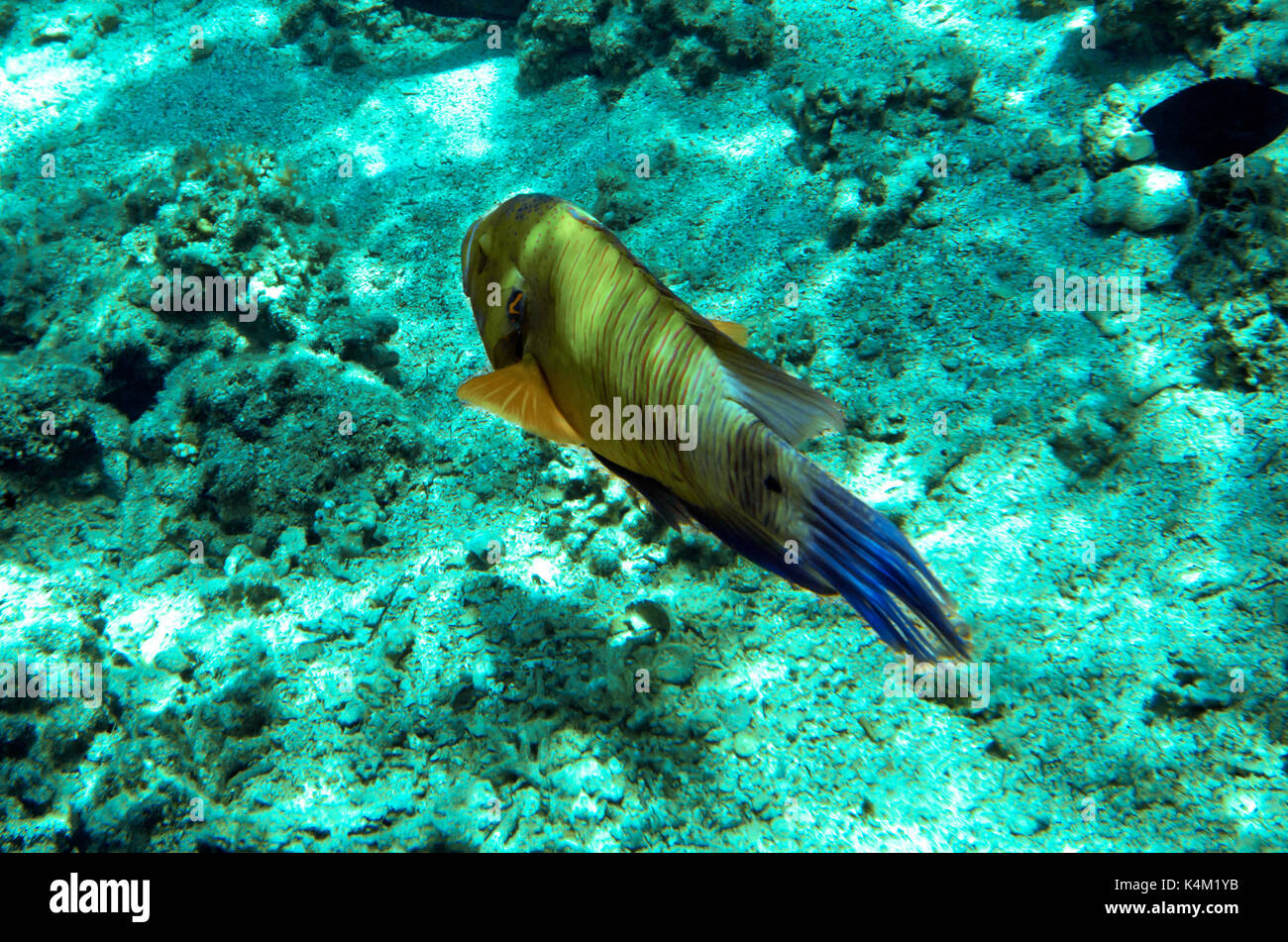Parrot fish in a Red Sea, Egypt Stock Photo