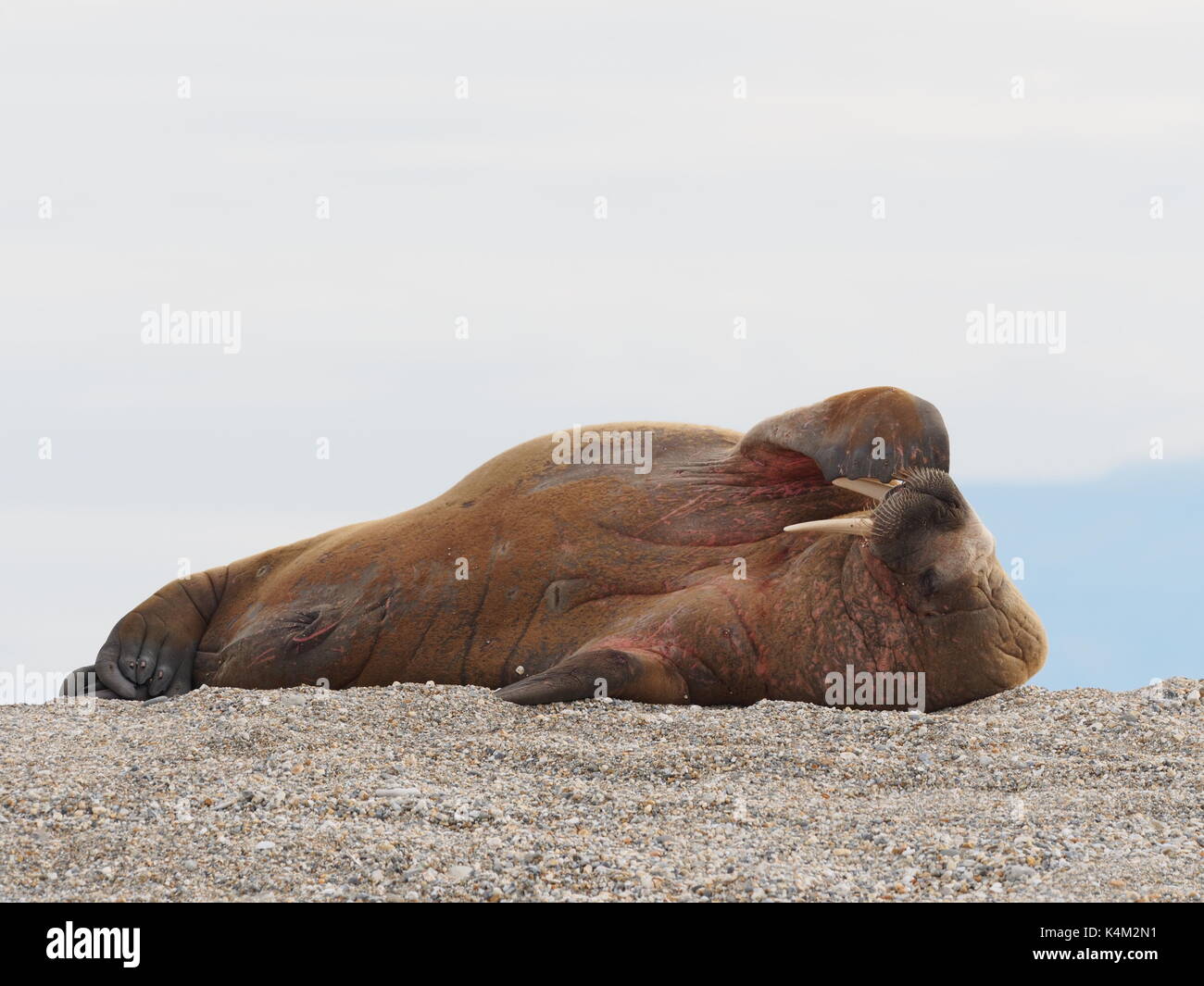 Funny yawning walrus on a beach in Svalbard, Norway Stock Photo