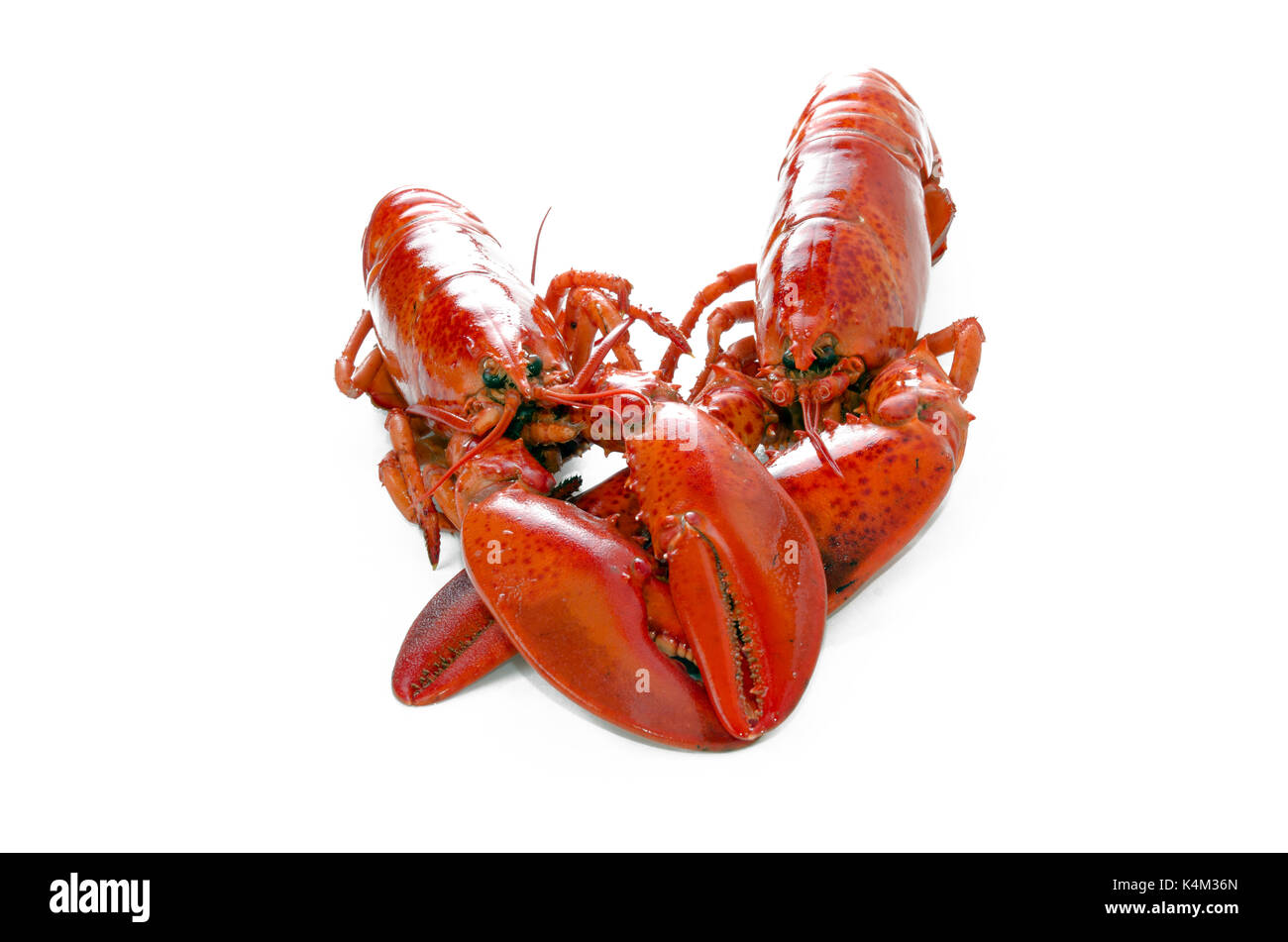 Cooked lobster isolated on white background Stock Photo