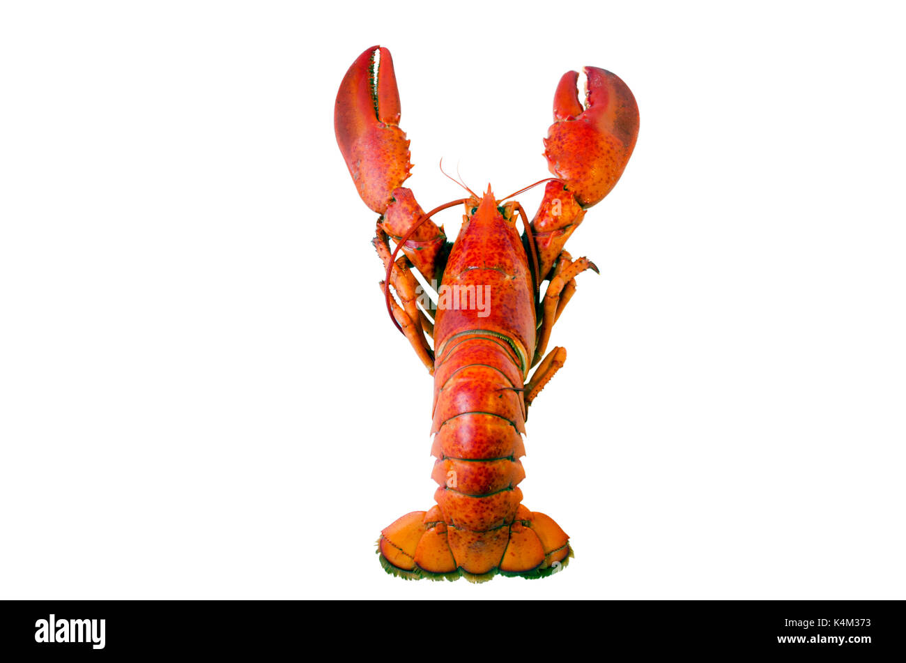 Cooked lobster isolated on white background Stock Photo