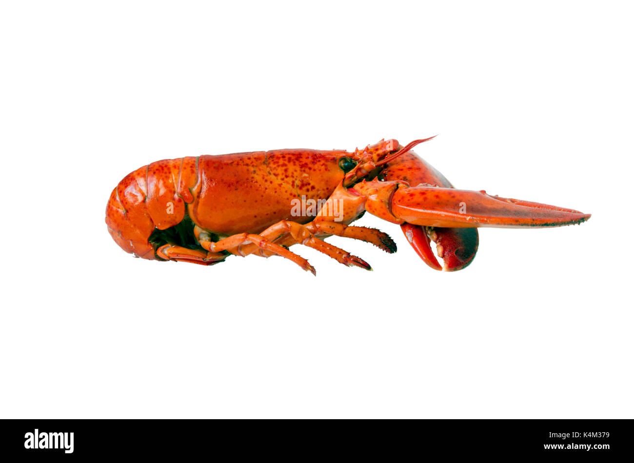 Lobster Images – Browse 152,569 Stock Photos, Vectors, and Video