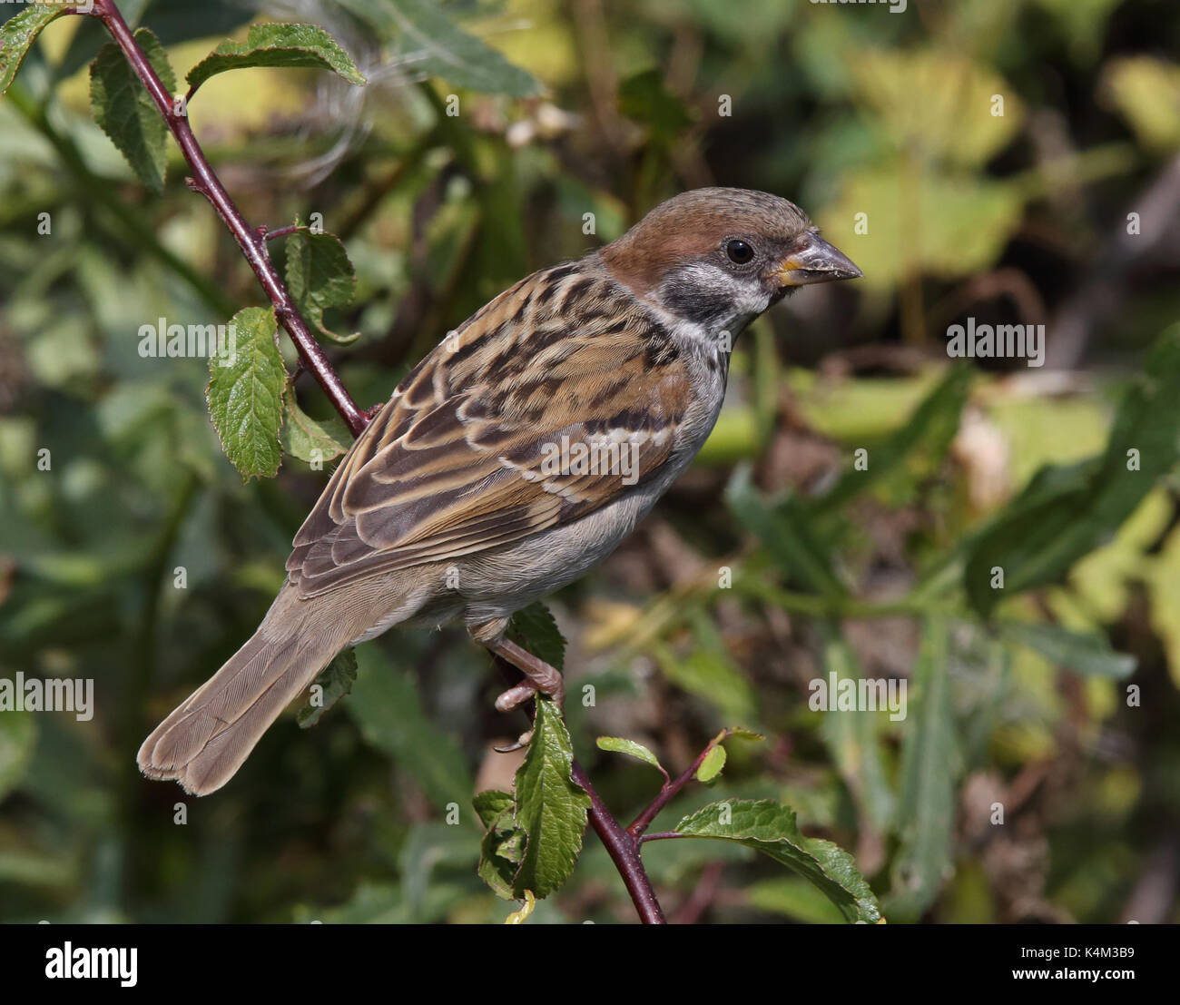 Eurasian tree sparrow, Passer montanus, in Sloe busch Stock Photo