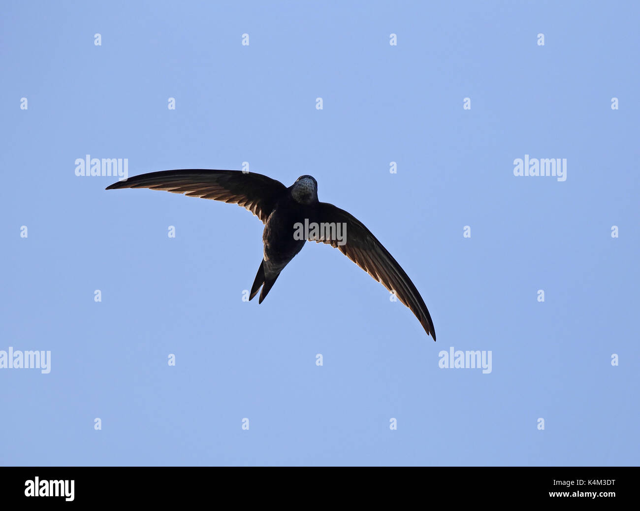 Swift / Common Swift, Apus apus, blue sky Stock Photo