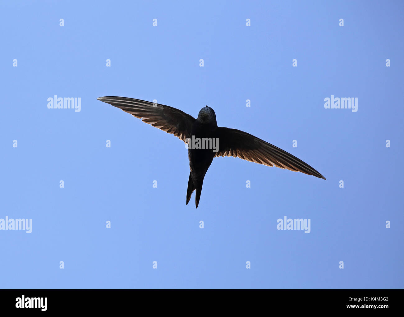 Swift / Common Swift, Apus apus, blue sky Stock Photo