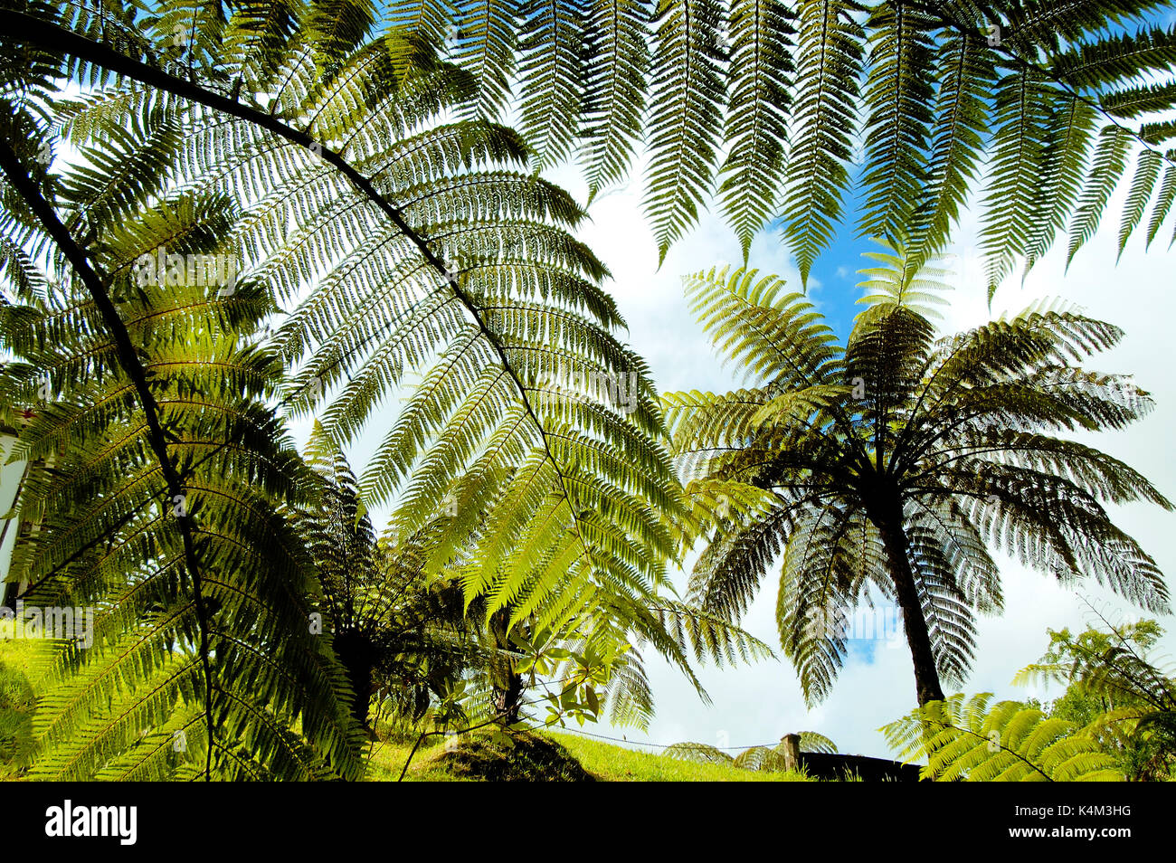 Giant ferns in Furnas. São Miguel, Azores islands, Portugal Stock Photo