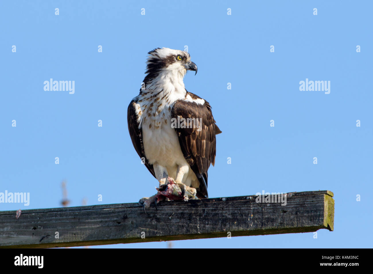 Osprey, Haliaetus pandion, also known as a sea hawk, fish eagle, sea hawk,  river hawk, and fish hawk — is a diurnal, fish-eating bird of prey. This on  Stock Photo - Alamy