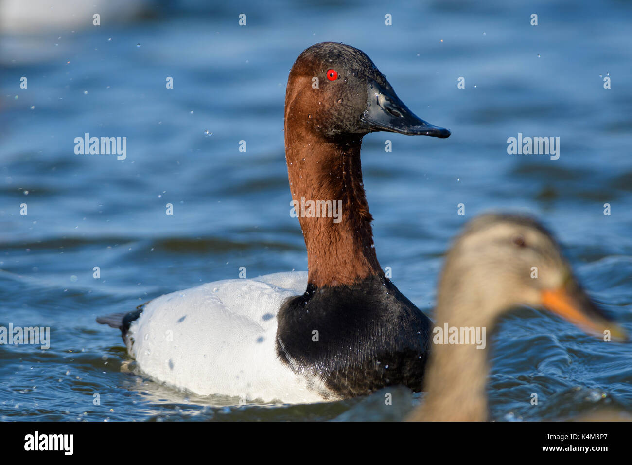 Male canvasbacks hires stock photography and images Alamy