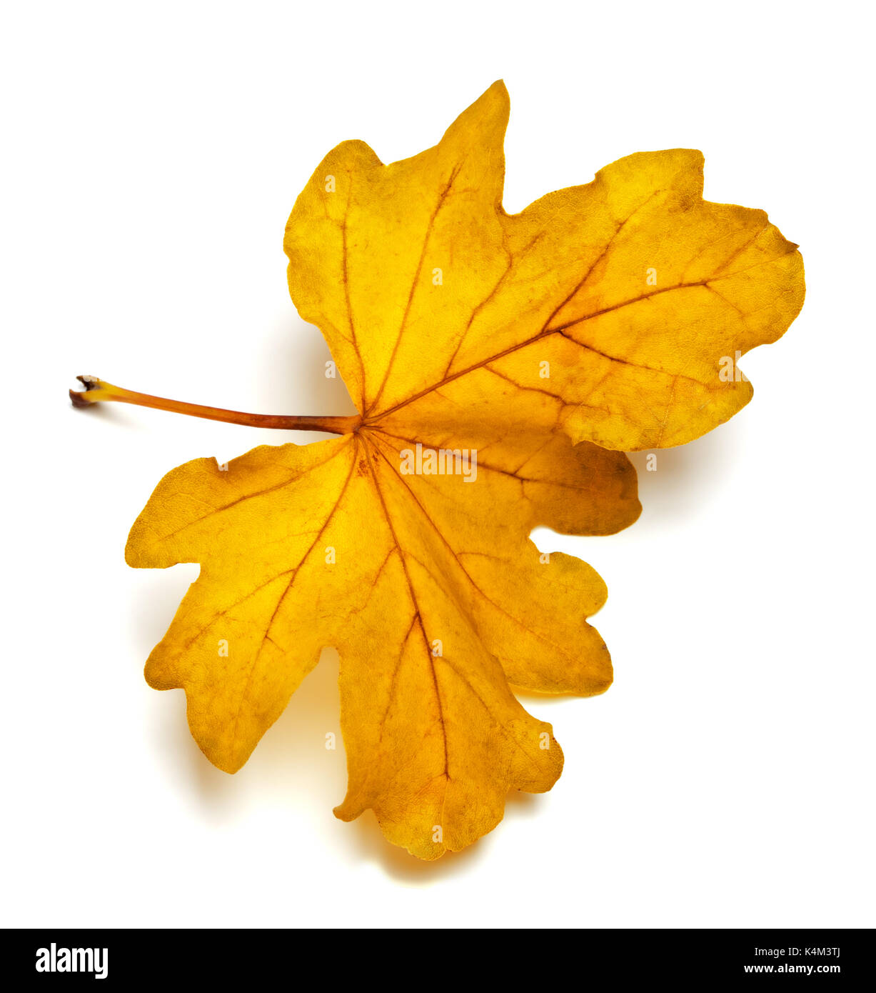 Yellow autumn leaf of oak. Isolated on white background Stock Photo - Alamy